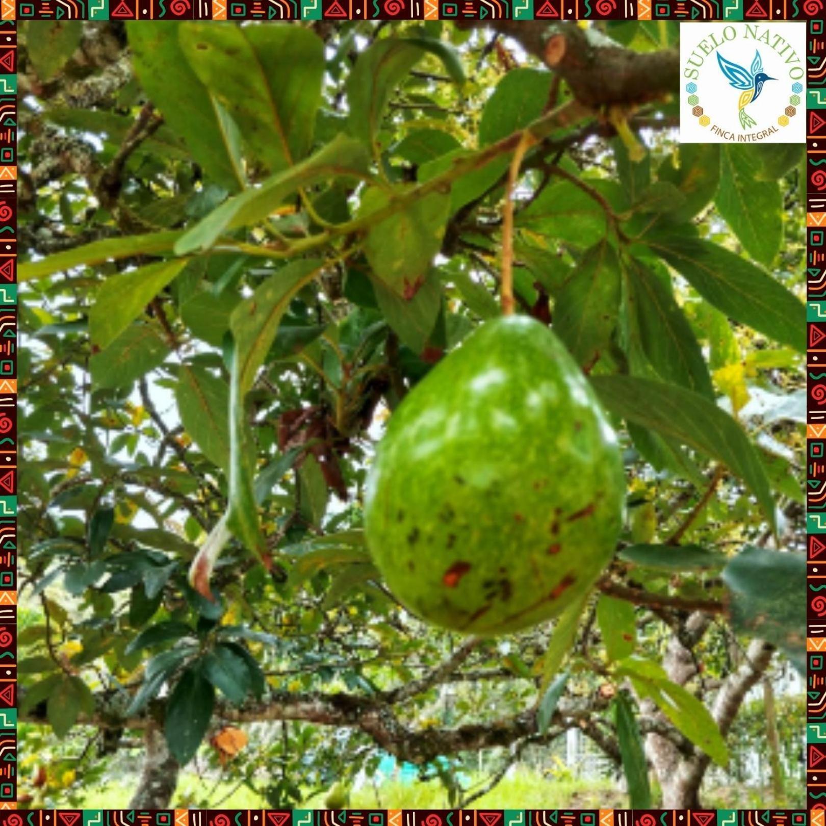 Hotel Finca Integral Suelo Natiivo "Integramos El Campo Con Tu Bienestar" Ґуадуас Екстер'єр фото